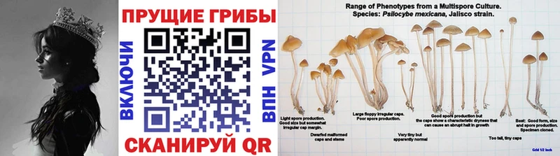 MEGA зеркало  купить  сайты  Сегежа  Псилоцибиновые грибы мицелий 